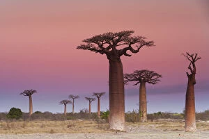 Images Dated 18th September 2006: Baobab trees, Madagascar