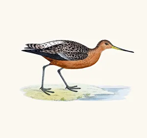 Bar-tailed godwit bird 19 century illustration Bar-tailed godwit bird 19 century illustration