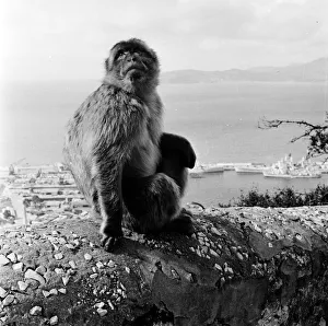 Barbary Ape; tailless macaque monkey, sitting on a rock above a harbour in Gibraltar Barbary Ape; tailless macaque monkey, sitting on a rock above a harbour in Gibraltar