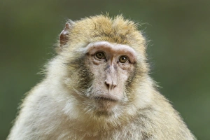 Barbary Macaque -Macaca sylvanus-, adult, captive Barbary Macaque -Macaca sylvanus-, adult, captive