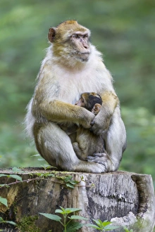 Barbary Macaque -Macaca sylvanus- adult female with young, 12 weeks, native to Morocco Barbary Macaque -Macaca sylvanus- adult female with young, 12 weeks, native to Morocco