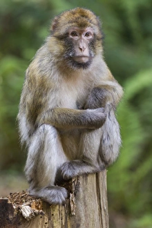 Barbary Macaque -Macaca sylvanus-, captive Barbary Macaque -Macaca sylvanus-, captive