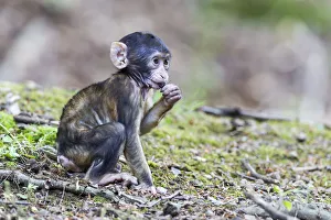 Barbary Macaque -Macaca sylvanus-, infant, captive Barbary Macaque -Macaca sylvanus-, infant, captive