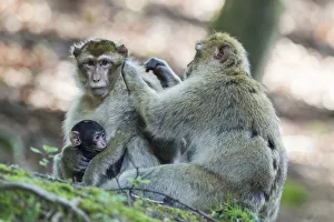 Barbary Macaques -Macaca sylvanus-, native to Morocco, captive Barbary Macaques -Macaca sylvanus-, native to Morocco, captive