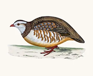 <b class=qtipBold><figcaption>Barbary Partridge</figcaption></b><br>A photograph of an original hand-colored engraving from The History of British Birds by Morris published in 1853-1891.<br><em>© mashuk</em> Barbary Partridge