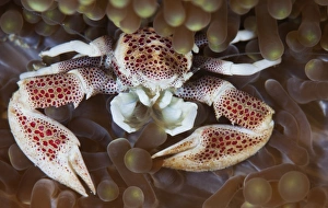 <b class=qtipBold><figcaption>barbel</figcaption></b><br>porcelain crab at anemone.<br><em>© Andrey Narchuk</em> barbel