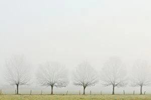 Images Dated 20th November 2011: Bare row of trees in fog, Rheinberg, Lower Rhine region, North Rhine-Westphalia, Germany