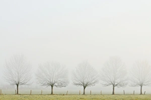 Bare row of trees in fog, Rheinberg, Lower Rhine region, North Rhine-Westphalia, Germany Bare row of trees in fog, Rheinberg, Lower Rhine region, North Rhine-Westphalia, Germany