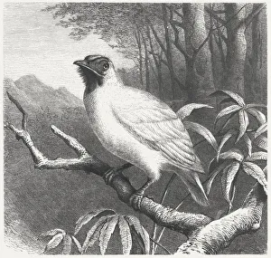 Bare-throated Bellbird (Procnias nudicollis), wood engraving, published in 1875 Bare-throated Bellbird (Procnias nudicollis), wood engraving, published in 1875