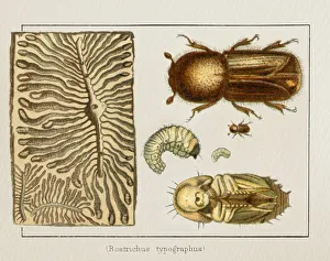 Bark Beetle Bostrichus typographus insect illustration 1897 Bark Beetle Bostrichus typographus insect illustration 1897