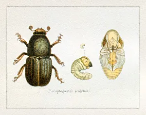 Bark Beetle Eccopogaster scolytus insect illustration 1897 Bark Beetle Eccopogaster scolytus insect illustration 1897
