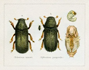 Bark Beetle Hylesinus minor insect illustration 1897 Bark Beetle Hylesinus minor insect illustration 1897