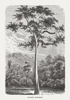Bark cloth tree (Antiaris toxicaria), wood engraving, published in 1893 Bark cloth tree (Antiaris toxicaria), wood engraving, published in 1893