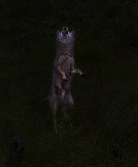 <b class=qtipBold><figcaption>Bark at moon</figcaption></b><br>Wolf standing and looking up.<br><em>© Jim Cumming</em> Bark at moon