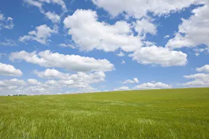 Barley field -Hordeum vulgare- in spring with blue sky and cumulus clouds, Thuringia Barley field -Hordeum vulgare- in spring with blue sky and cumulus clouds, Thuringia