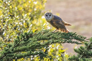 <b class=qtipBold><figcaption>Barn Owl</figcaption></b><br>A Barn Owl of Point Reyes, California<br><em>© 2015 Phoo Chan</em> Barn Owl
