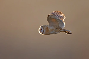 <b class=qtipBold><figcaption>Barn Owl</figcaption></b><br>Barn Owl flying in mid air.<br><em>© Phoo Chan</em> Barn Owl