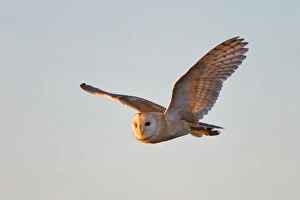 <b class=qtipBold><figcaption>Barn Owl</figcaption></b><br>Barn Owl flying in clear sky.<br><em>© Phoo Chan</em> Barn Owl