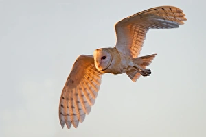 <b class=qtipBold><figcaption>Barn Owl</figcaption></b><br>Barn Owl.<br><em>© Phoo Chan</em> Barn Owl