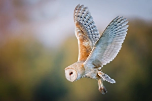 <b class=qtipBold><figcaption>Barn Owl</figcaption></b><br>Barn Owl in flight.<br><em>© Phoo Chan</em> Barn Owl