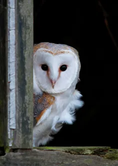 <b class=qtipBold><figcaption>Barn Owl</figcaption></b><br>Another from my Barn Owl collection<br><em>© Phil Scarlett 2012</em> Barn Owl
