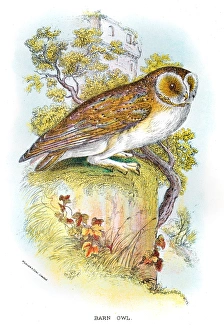 Barn Owl engraving 1896 Barn Owl engraving 1896