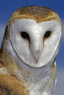 <b class=qtipBold><figcaption>barn owl portrait against blue sky</figcaption></b><br>portrait, look down on me, Russell Burden, 146599200<br><em>© RussellBurden</em> barn owl portrait against blue sky