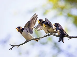 Four Barn Swallow Chicks Waiting to Be Fed Four Barn Swallow Chicks Waiting to Be Fed