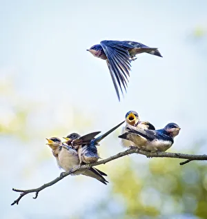 Barn Swallow Flies Over Chicks Barn Swallow Flies Over Chicks