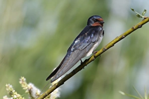 Barn Swallow -Hirundo rustica-, Mecklenburg-Western Pomerania, Germany Barn Swallow -Hirundo rustica-, Mecklenburg-Western Pomerania, Germany