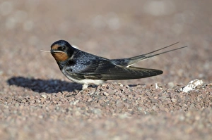 <b class=qtipBold><figcaption>Barn Swallow (Hirundo rustica)</figcaption></b><br><em>© This content is subject to copyright.</em> Barn Swallow (Hirundo rustica)