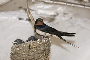 Barn Swallow -Hirundo rustica- with nestlings, Thuringia, Germany Barn Swallow -Hirundo rustica- with nestlings, Thuringia, Germany