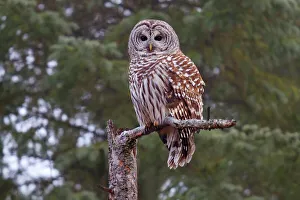 <b class=qtipBold><figcaption>Barred owl</figcaption></b><br><em>© Jim Cumming</em> Barred owl