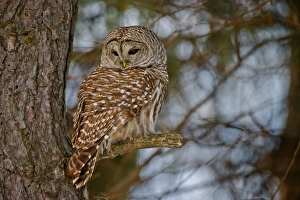 <b class=qtipBold><figcaption>Barred Owl</figcaption></b><br>A Barred Owl is standing on a broken tree limb.<br><em>© copyright 2015</em> Barred Owl