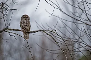 <b class=qtipBold><figcaption>Barred Owl</figcaption></b><br>This is a photograph of a Barred Owl perched on a branch. The background is a mysterious gray and white.<br><em>© Copyright 2009 Michael Cummings</em> Barred Owl
