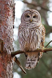 <b class=qtipBold><figcaption>Barred owl perched in tree</figcaption></b><br><em>© Jim Cumming</em> Barred owl perched in tree