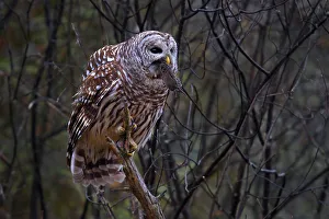 <b class=qtipBold><figcaption>Barred owl with vole</figcaption></b><br><em>© Jim Cumming</em> Barred owl with vole
