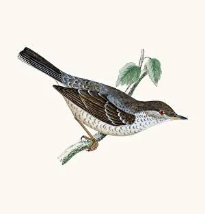 <b class=qtipBold><figcaption>Barred warbler</figcaption></b><br>A photograph of an original hand-colored engraving from The History of British Birds by Morris published in 1853-1891.<br><em>© mashuk</em> Barred warbler