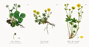 Barren Strawberry, Potentilla Fragariastrum, Victorian Botanical Illustration, 1863 Barren Strawberry, Potentilla Fragariastrum, Victorian Botanical Illustration, 1863