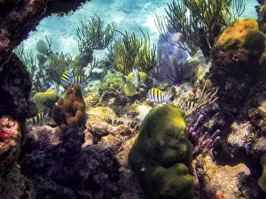Barrier Reef Wildlife in the Cayman Islands Barrier Reef Wildlife in the Cayman Islands