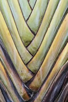 Bird Of Paradise Plant Gallery: Base of a Travellers Palm -Ravenala madagascariensis-, rare type of a fan palm, detail view