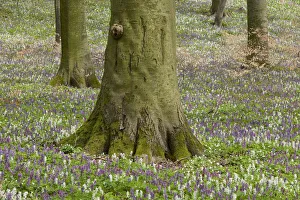 Base of the trunk of a beech -Fagus sylvatica- and flowering Hollow Larkspur -Corydalis cava-, Hainich National Park Base of the trunk of a beech -Fagus sylvatica- and flowering Hollow Larkspur -Corydalis cava-, Hainich National Park