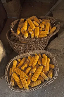 Baskets with corn cobs -Zea mays subsp. mays- filled, Bavaria, Germany Baskets with corn cobs -Zea mays subsp. mays- filled, Bavaria, Germany