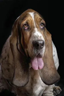 <b class=qtipBold><figcaption>max</figcaption></b><br>Basset hound studio portrait<br><em>© JAvierSEnosiain</em> max