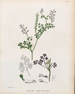 Bastardas Rampant Fumitory, Fumaria confusa, Victorian Botanical Illustration, 1863 Bastardas Rampant Fumitory, Fumaria confusa, Victorian Botanical Illustration, 1863
