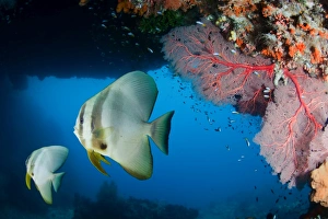 <b class=qtipBold><figcaption>Bat fish</figcaption></b><br>Pair of batfish at underwater cavern. West Papua (Raja Ampat).<br><em>© Andrey Narchuk</em> Bat fish
