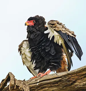 Bateleur Eagle Close Up Fluffing Feathers Against Sky at Samburu, Kenya Bateleur Eagle Close Up Fluffing Feathers Against Sky at Samburu, Kenya