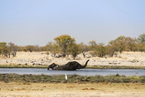 Two bathing African Elephants -Loxodonta africana- in the water, Rietfontein waterhole Two bathing African Elephants -Loxodonta africana- in the water, Rietfontein waterhole
