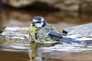Bathing Blue Tit -Parus caeruleus-, Neunkirchen in Siegerland, North Rhine-Westphalia Bathing Blue Tit -Parus caeruleus-, Neunkirchen in Siegerland, North Rhine-Westphalia