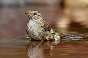 Bathing Dunnock -Prunella modularis-, Neunkirchen in Siegerland, North Rhine-Westphalia Bathing Dunnock -Prunella modularis-, Neunkirchen in Siegerland, North Rhine-Westphalia